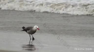 在洛杉矶的海滩上，一只海鸥从沙子里抓住了小海洋生物